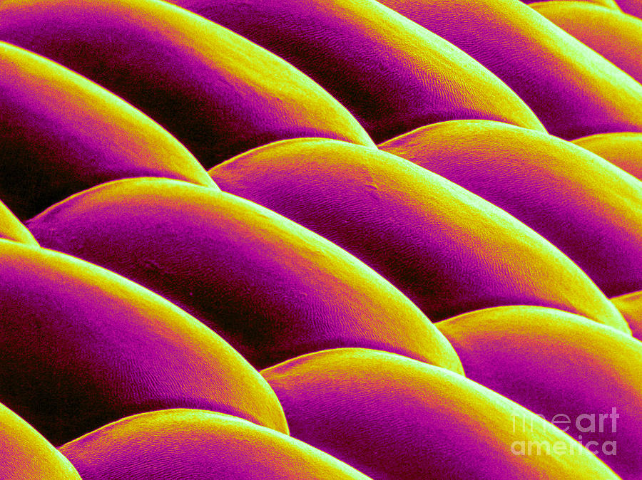 Deer Fly Eye, Sem #8 Photograph by Science Source