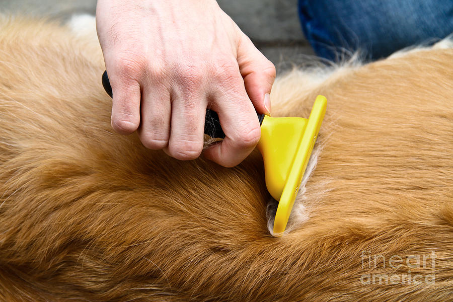 Golden Retriever Photograph - Dog Grooming #8 by Photo Researchers, Inc.
