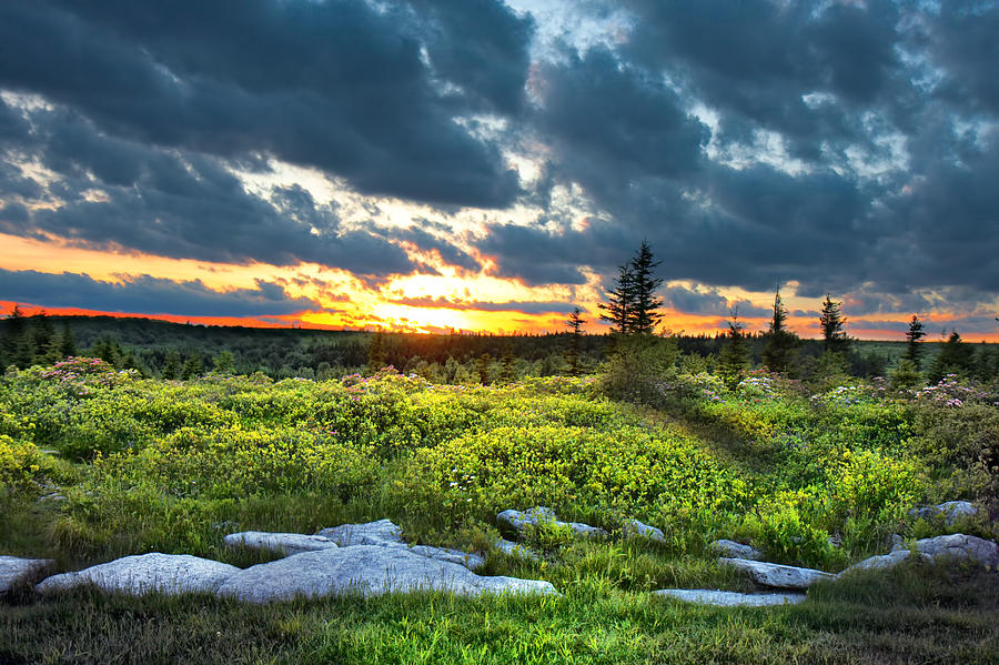 Dolly Sods Wilderness #9 Photograph by Mary Almond