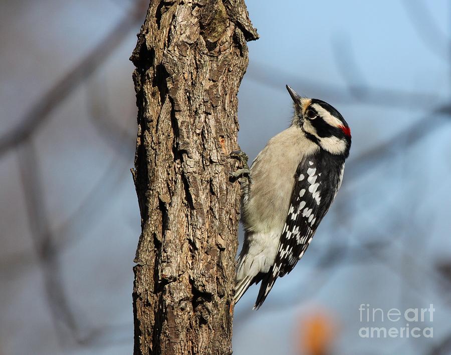 Downy Woodpecker #8 Photograph by Jack R Brock