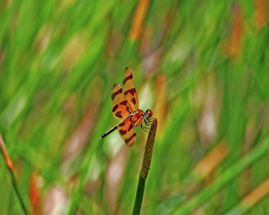 8- Dragonfly Photograph by Joseph Keane