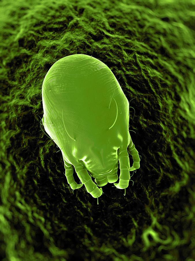 Nature Photograph - Dust Mite, Artwork #8 by Sciepro
