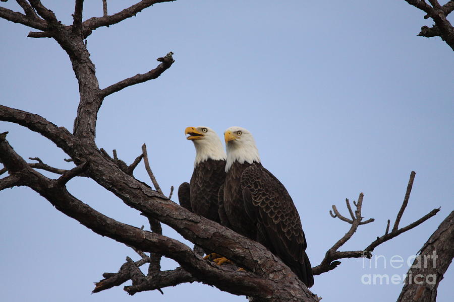 Eagles #8 Photograph by Jeanne Andrews