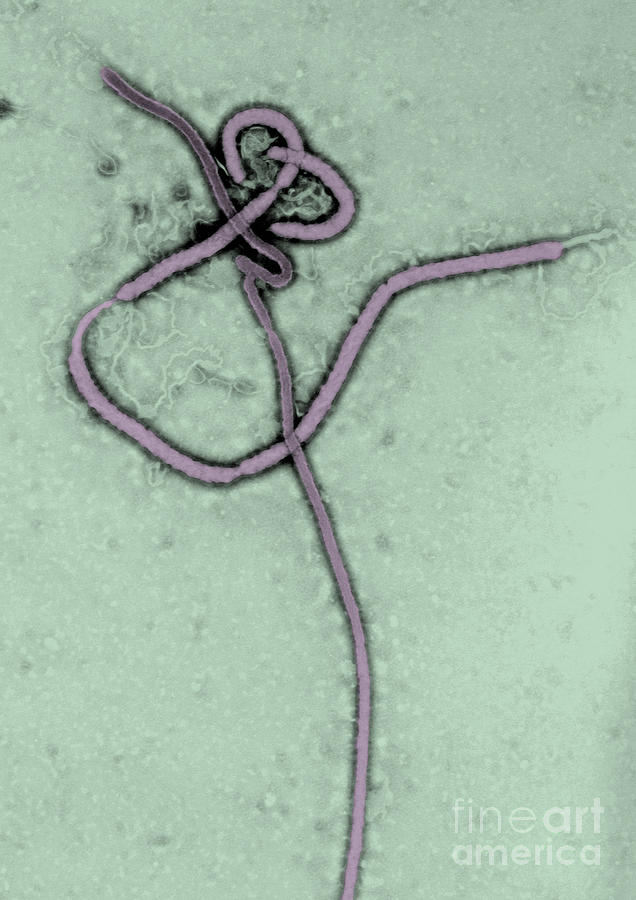 Ebola Virus, Tem #8 Photograph by Science Source