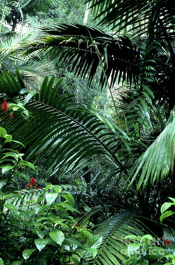 El Yunque National Forest #8 Photograph by Thomas R Fletcher