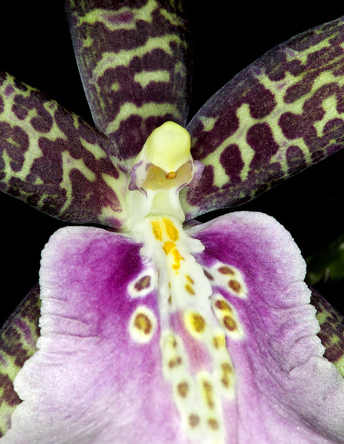 Orchid Photograph - Exotic Orchid Flower #8 by C Ribet
