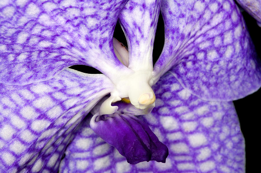 Exotic Orchid Flowers of C Ribet #8 Photograph by C Ribet