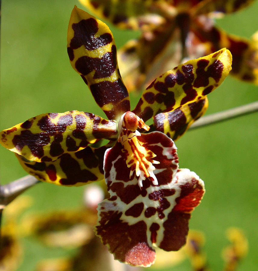 Orchid Photograph - Exotic Orchids of C Ribet #8 by C Ribet