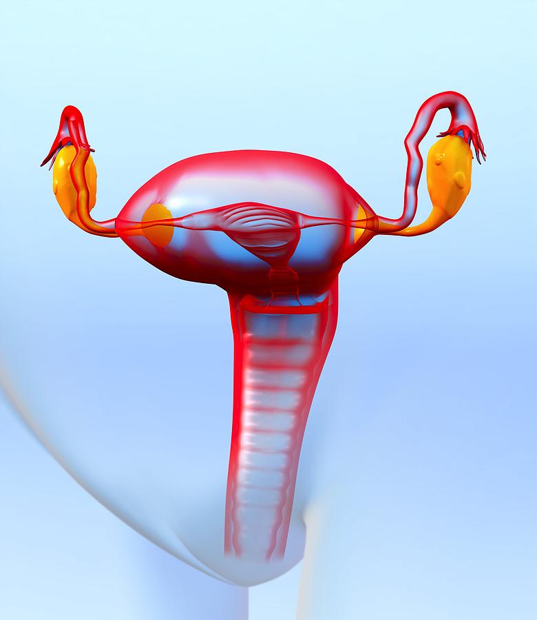 Female Reproductive System, Artwork Photograph by Roger Harris - Pixels