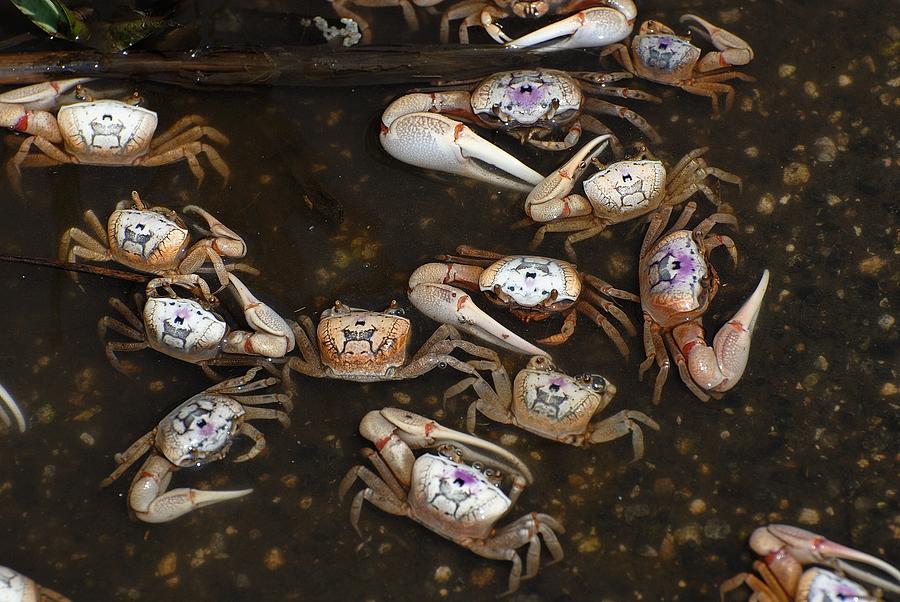 Fiddler crabs #8 Photograph by David Campione