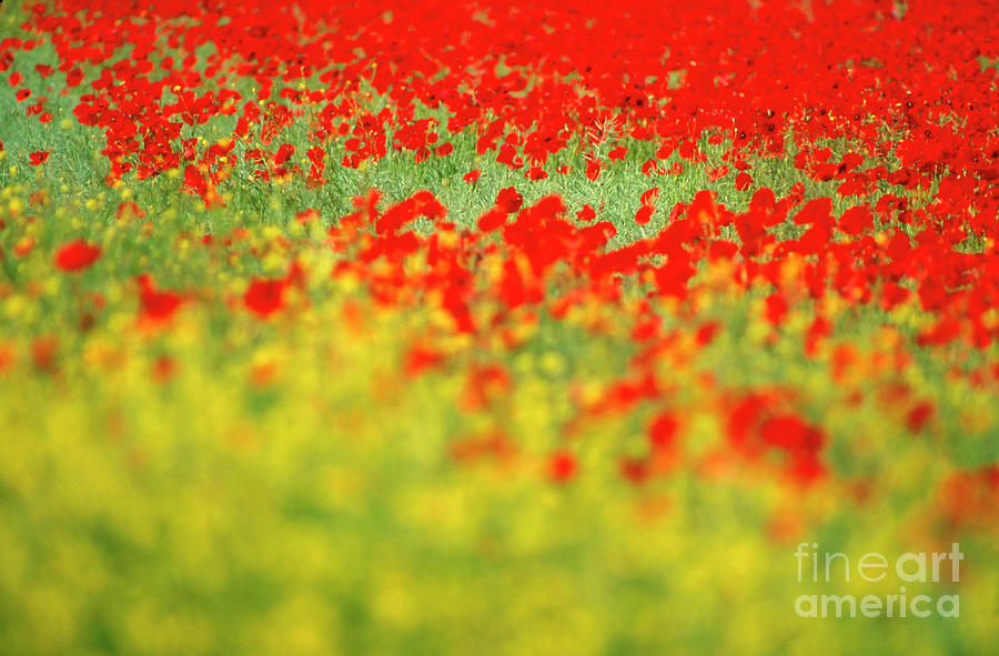 Nature Photograph - Field of poppies. #8 by Bernard Jaubert