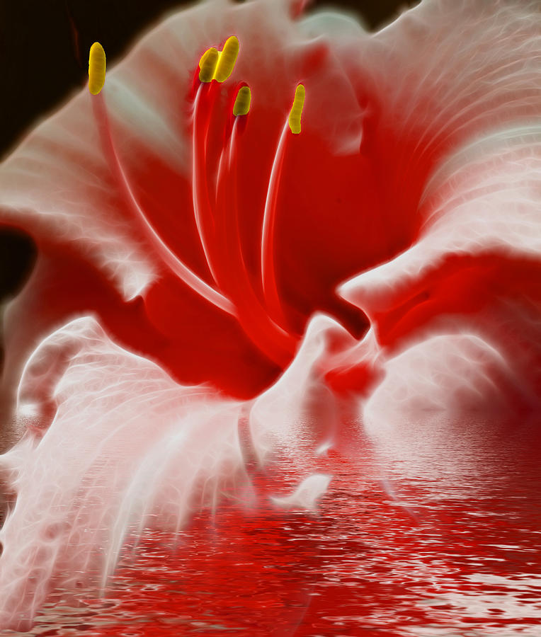 Floral Fractals and Floods Digital Art #8 Photograph by David French