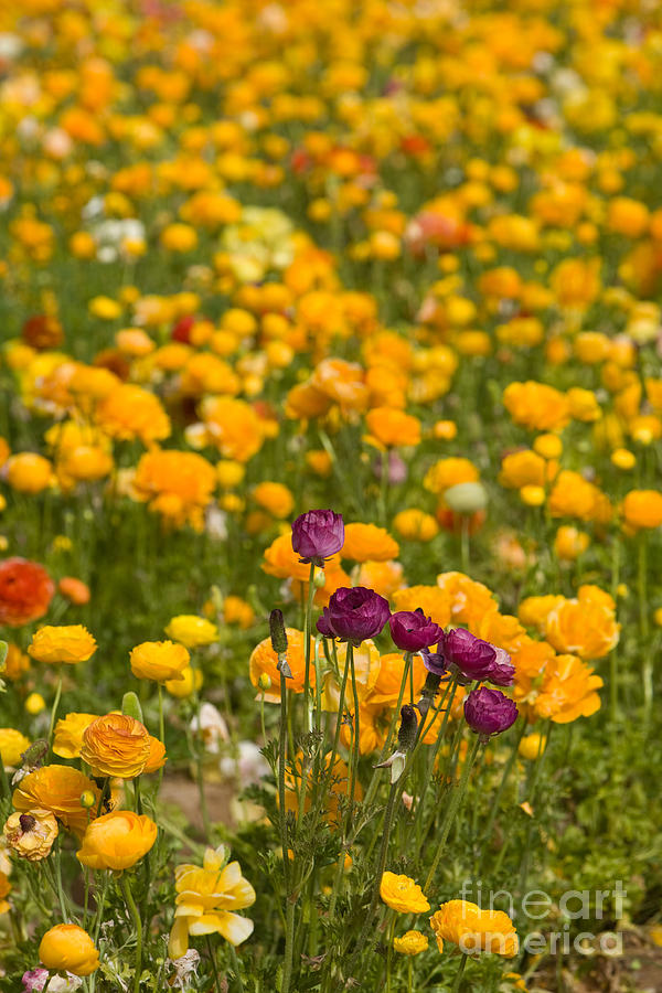 Flower Fields #8 Photograph by Daniel  Knighton