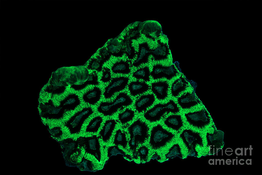 Nature Photograph - Fluorescent Coral In Uv Light #8 by Ted Kinsman