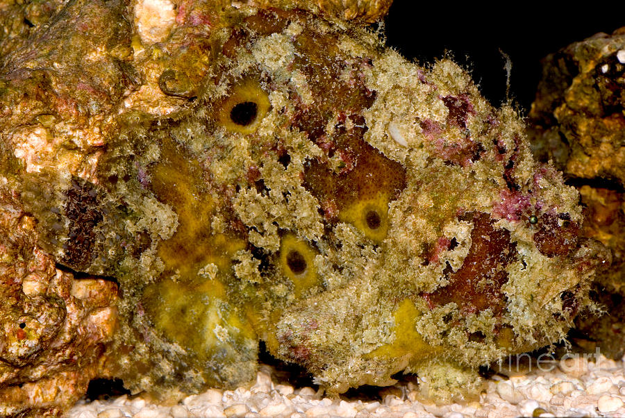 Frogfish #8 Photograph by Dant Fenolio