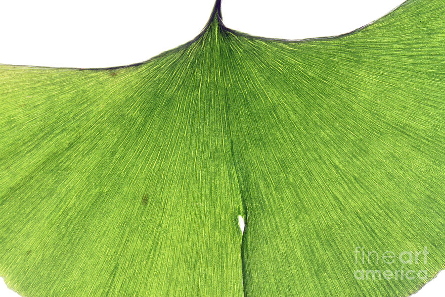 Ginkgo Leaf #8 Photograph by Photo Researchers, Inc.