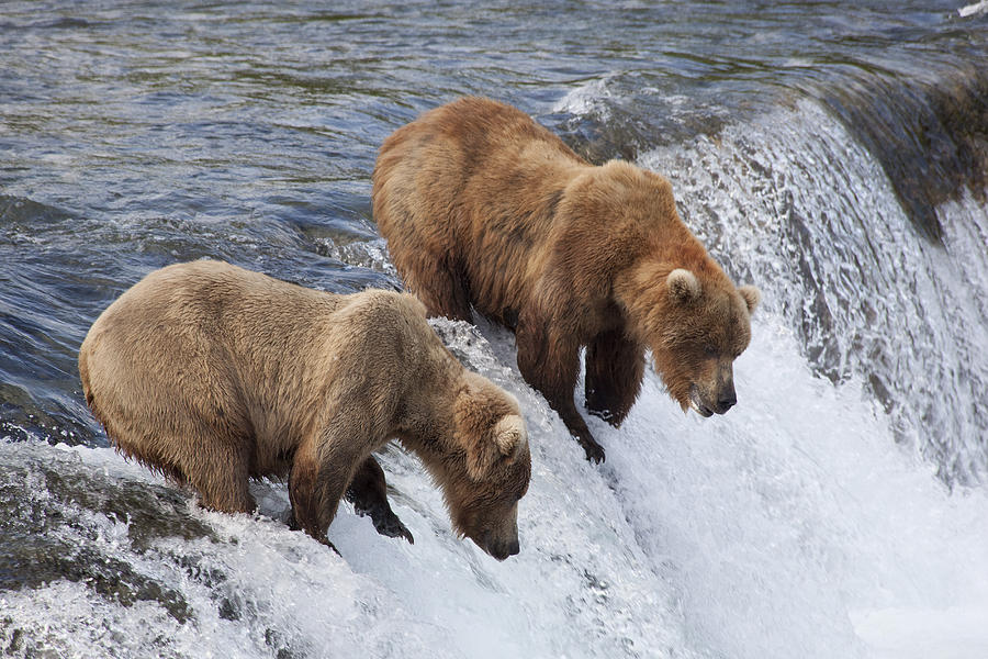 Grizzly Bear Ursus Arctos Horribilis Photograph by Matthias Breiter ...