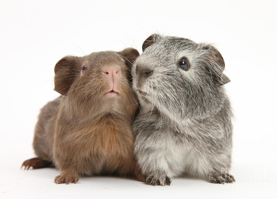 Guinea Pigs #8 Photograph by Mark Taylor
