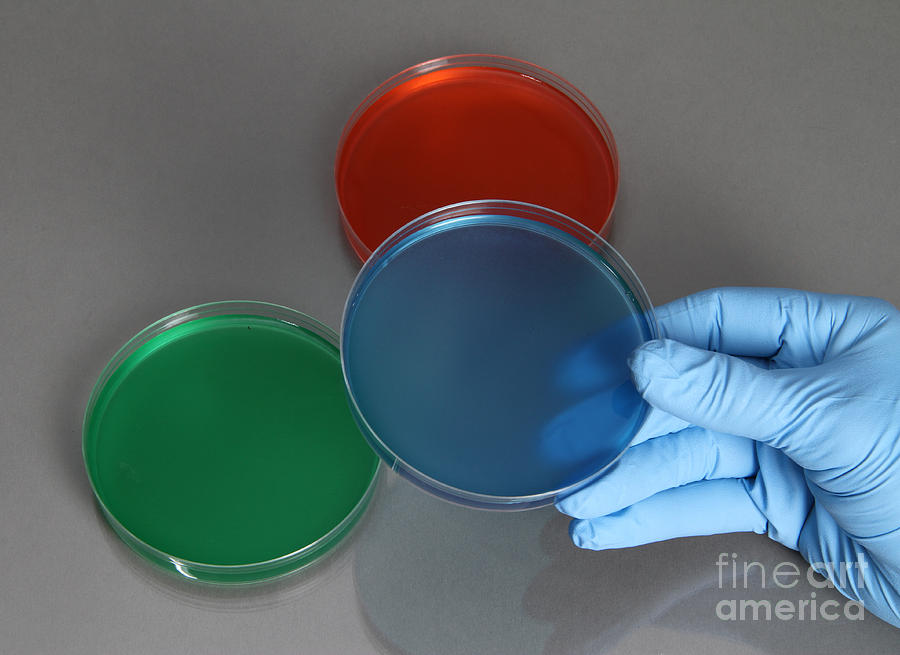 Hand Holding Petri Dish #8 Photograph by Photo Researchers