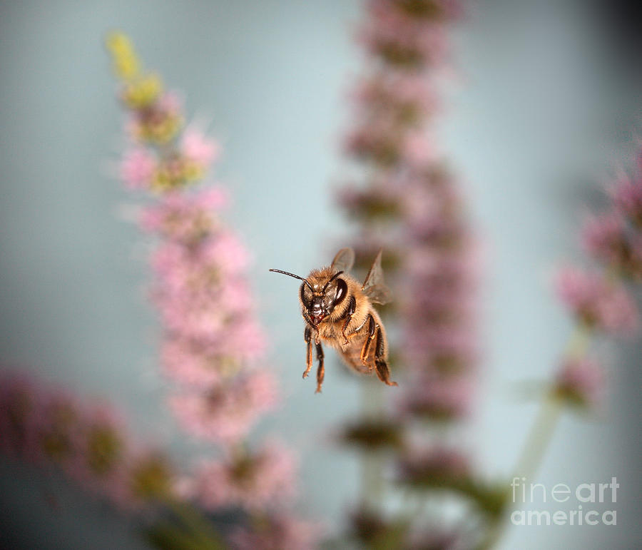 Animal Photograph - Honey Bee In Flight #8 by Ted Kinsman