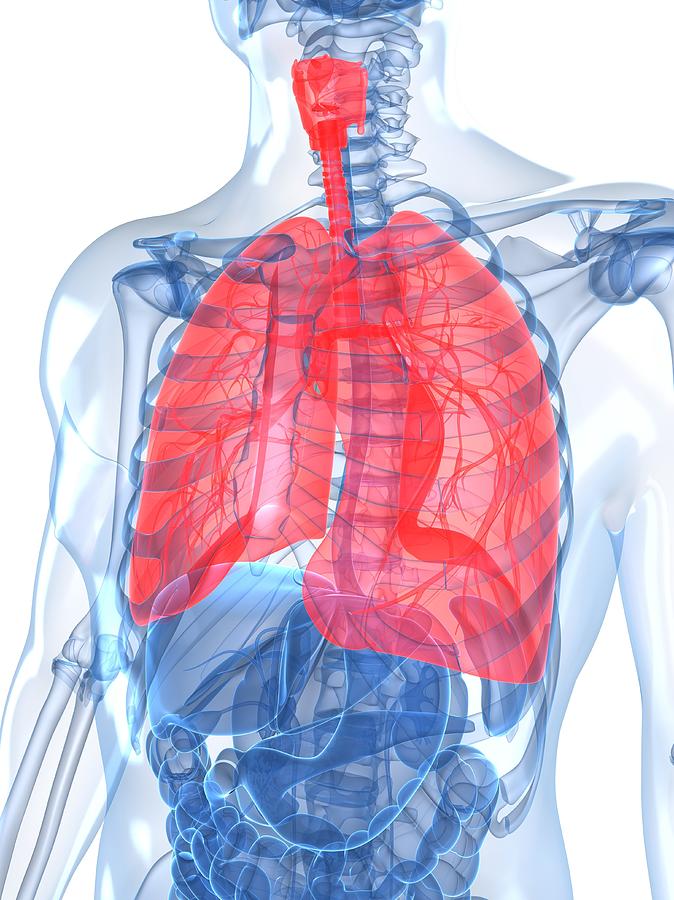 Human Lungs, Artwork #8 Digital Art by Sciepro