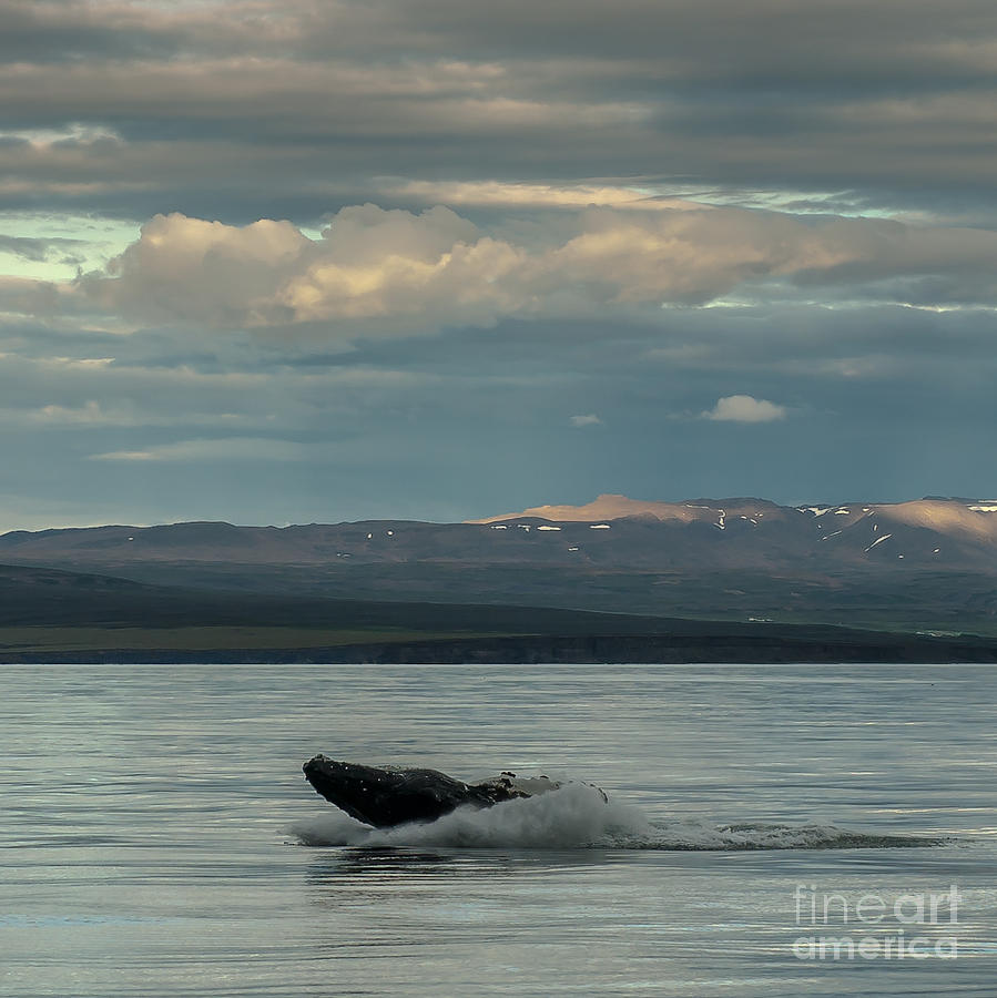 Humpback Whale #8 Photograph by Jorgen Norgaard