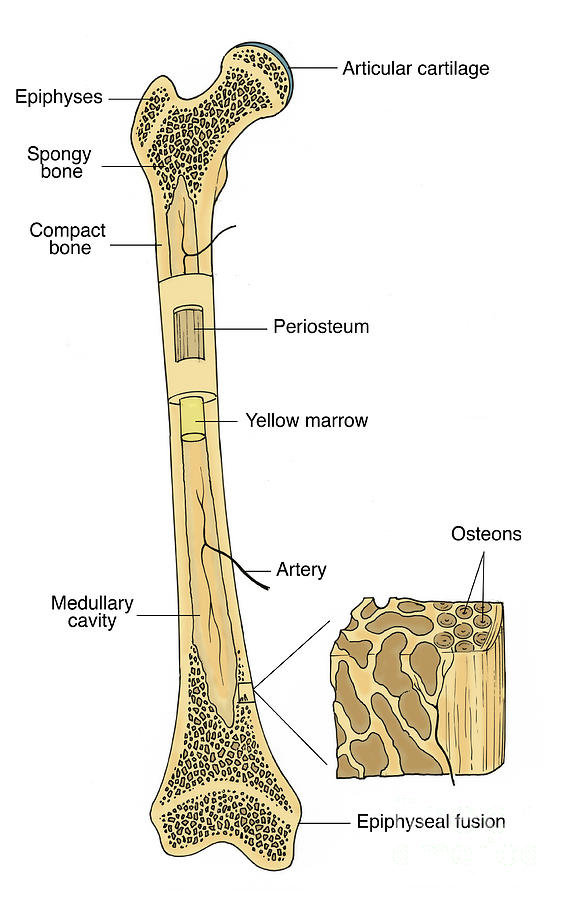 Illustration Of Bone Structure Photograph by Science Source | Fine Art ...