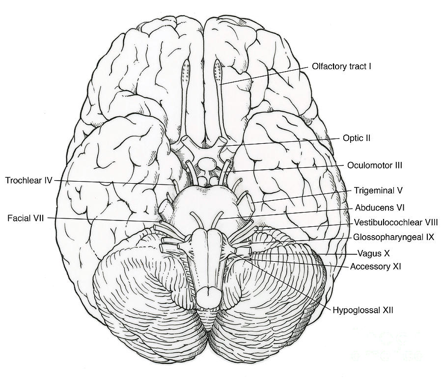 Illustration Of Cranial Nerves #8 Photograph by Science Source