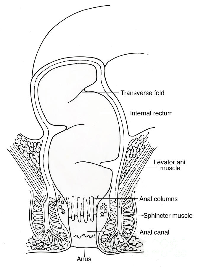 Illustration Of Rectum #8 Photograph by Science Source