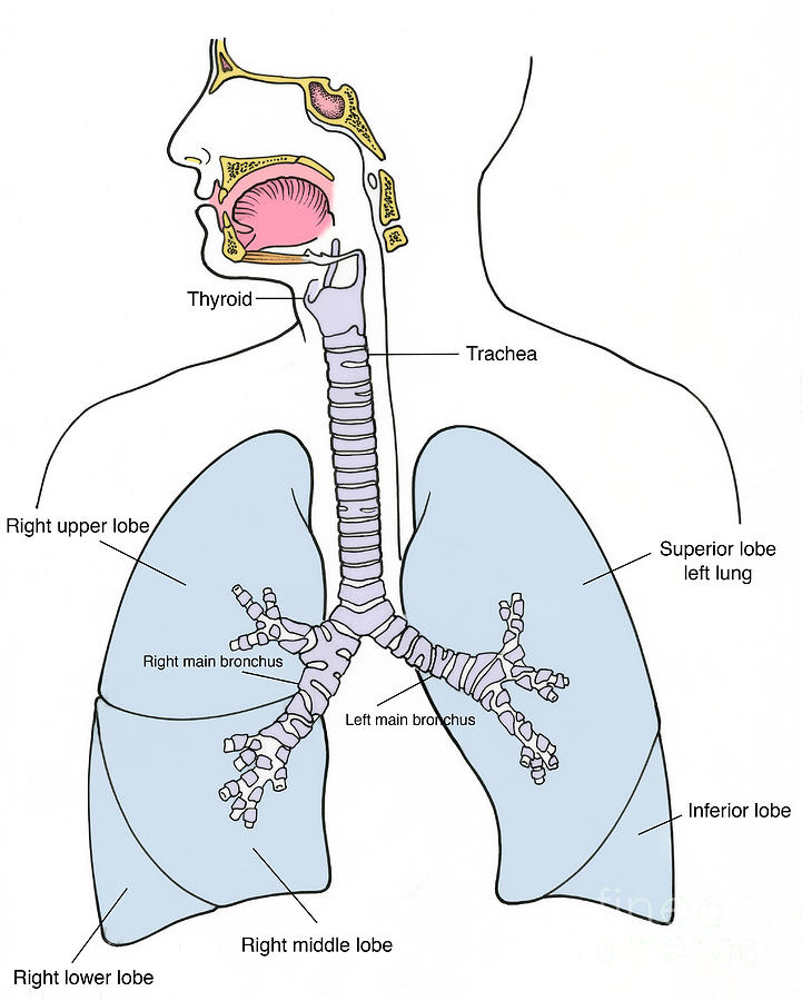 Illustration Of Respiratory System Photograph by Science Source