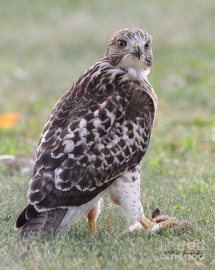 Immature Red Tail Hawk #8 Photograph by Steve Javorsky