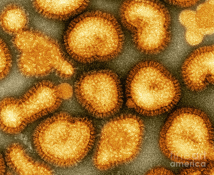Influenza Virus Photograph - Influenza Virus #8 by Omikron