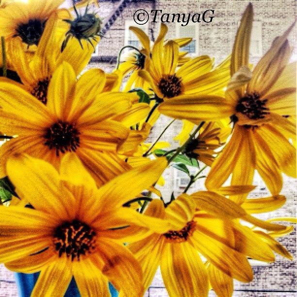 Flower Photograph - #insta #instahub #instagramhub #8 by Tetyana Gobenko