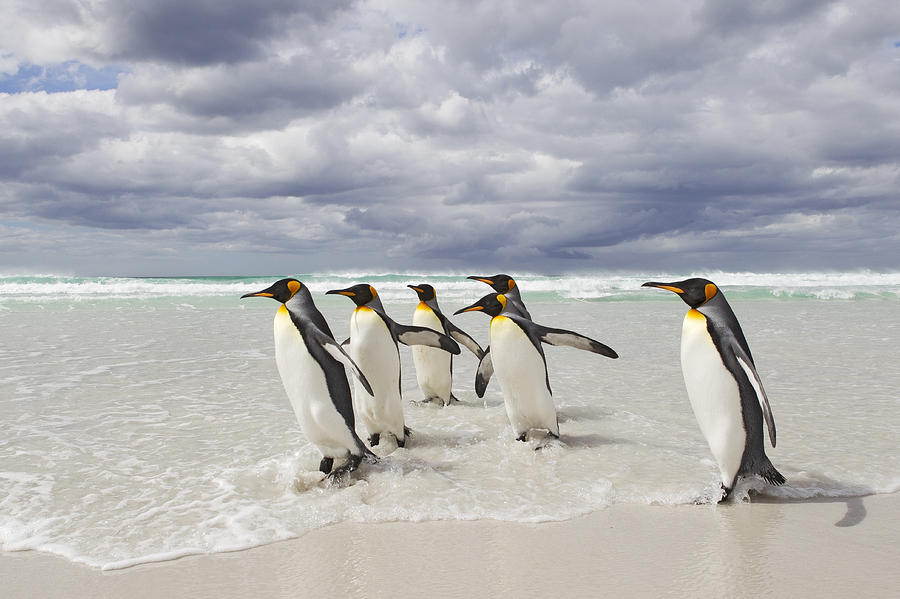King Penguin Aptenodytes Patagonicus Photograph by Ingo Arndt