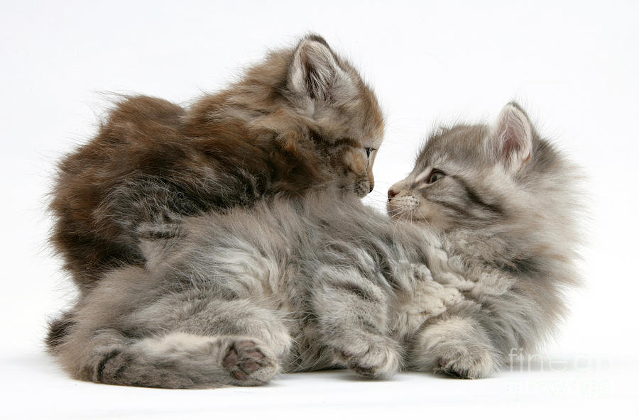 Animal Photograph - Maine Coon Kittens #11 by Mark Taylor