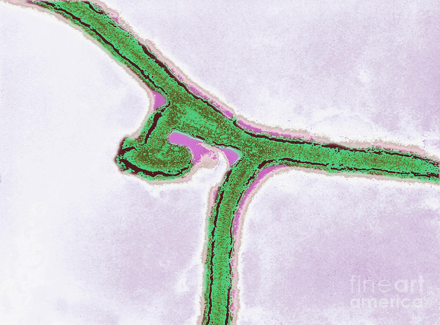 Marburg Virus, Tem #8 Photograph by Science Source
