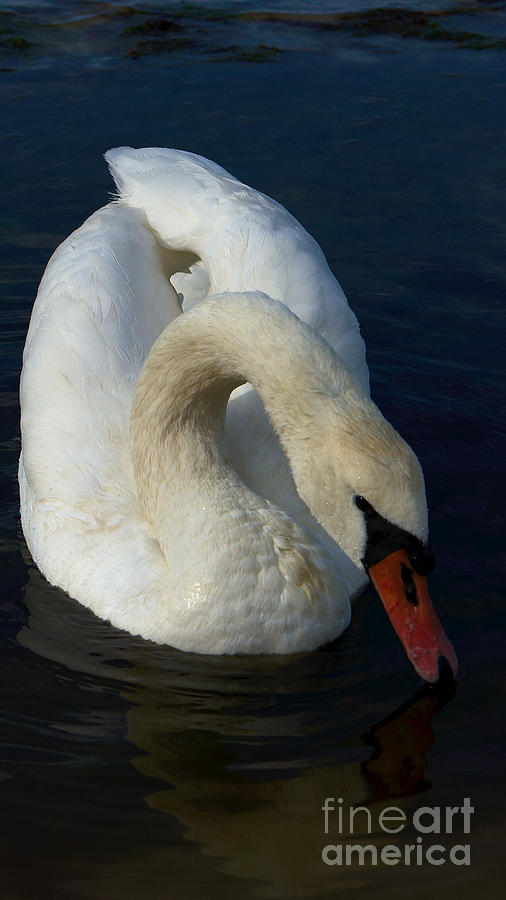 Mute Swan #8 Photograph by Mareko Marciniak