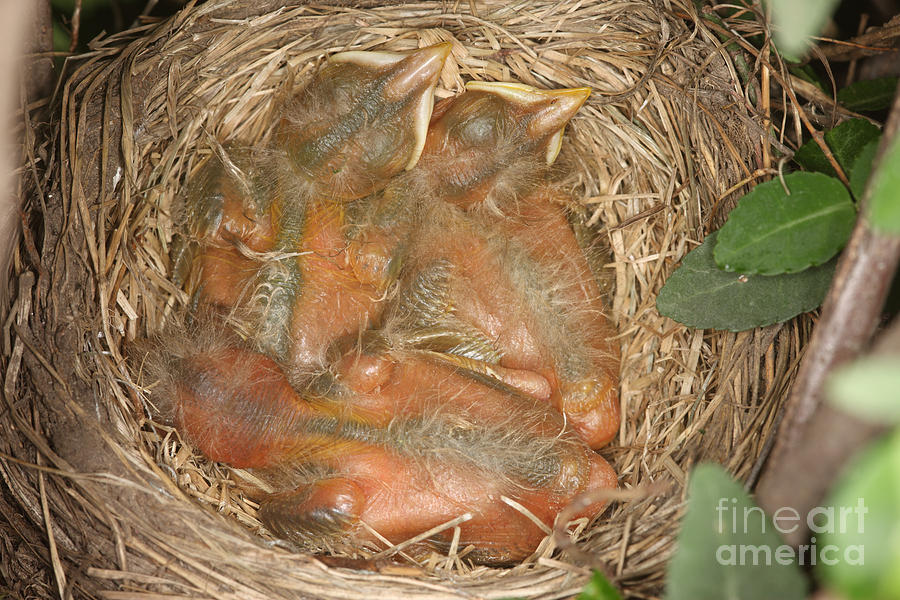 Newborn Robin Nestlings #8 Photograph by Ted Kinsman