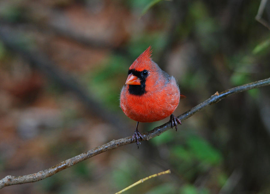 Northern Cardinal #8 Photograph by Perry Van Munster