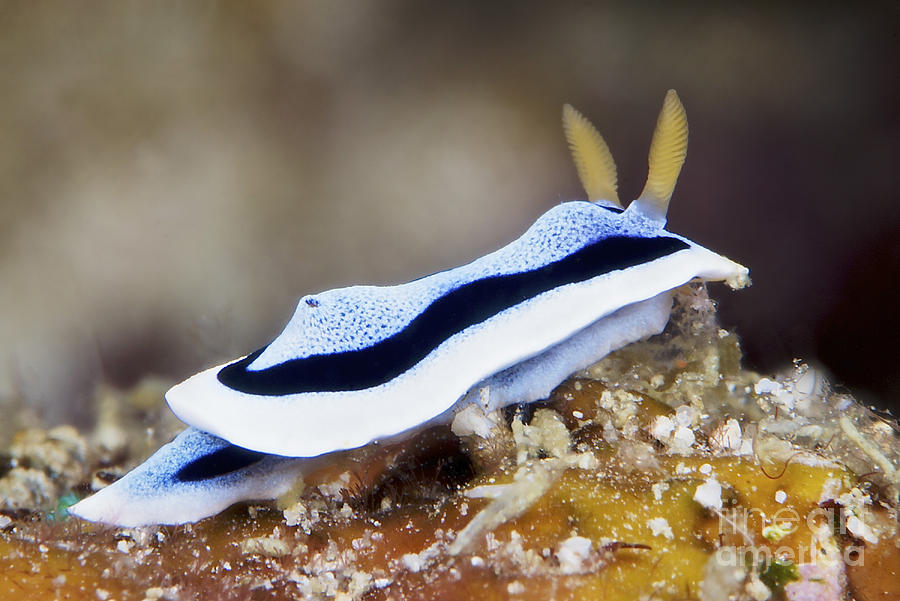 Nudibranch Feeding On Algae, Papua New #8 Photograph by Terry Moore