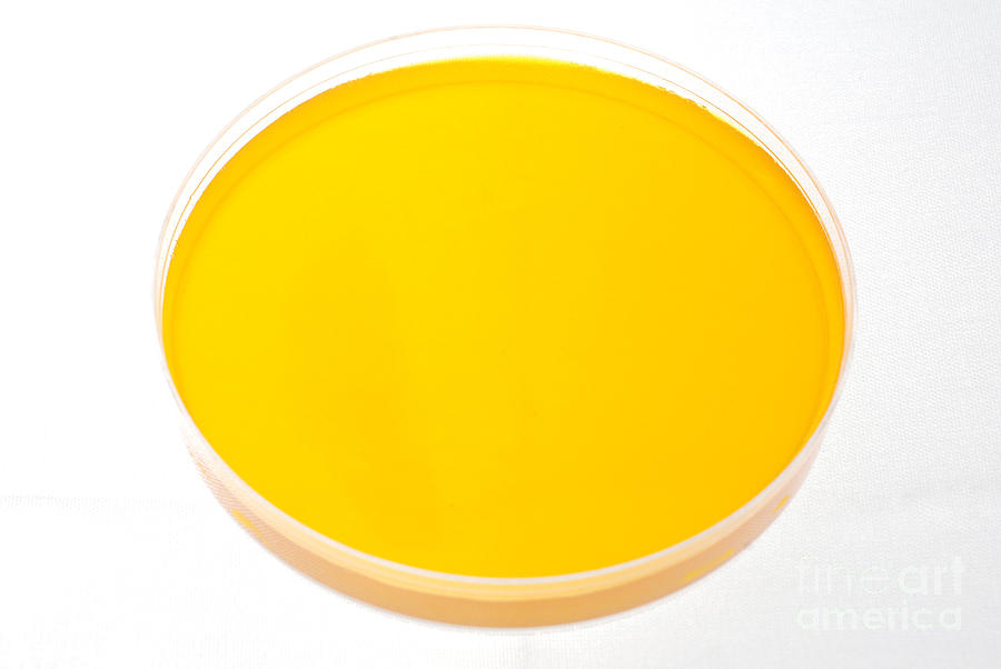 Petri Dish #8 Photograph by Photo Researchers, Inc.