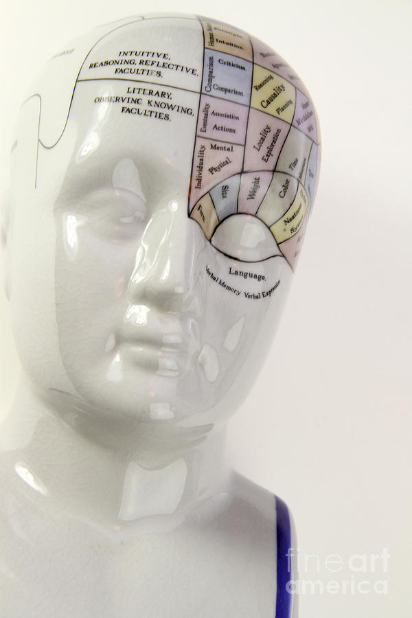 Phrenological Model #8 Photograph by Photo Researchers, Inc.