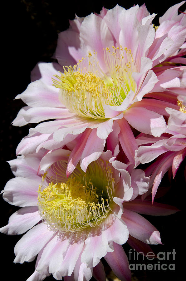 Spring Photograph - Pink cactus flowers #8 by Jim And Emily Bush