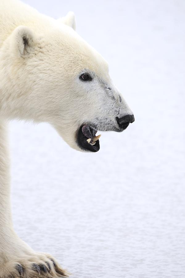 Animal Photograph - Polar Bear #8 by Richard Wear