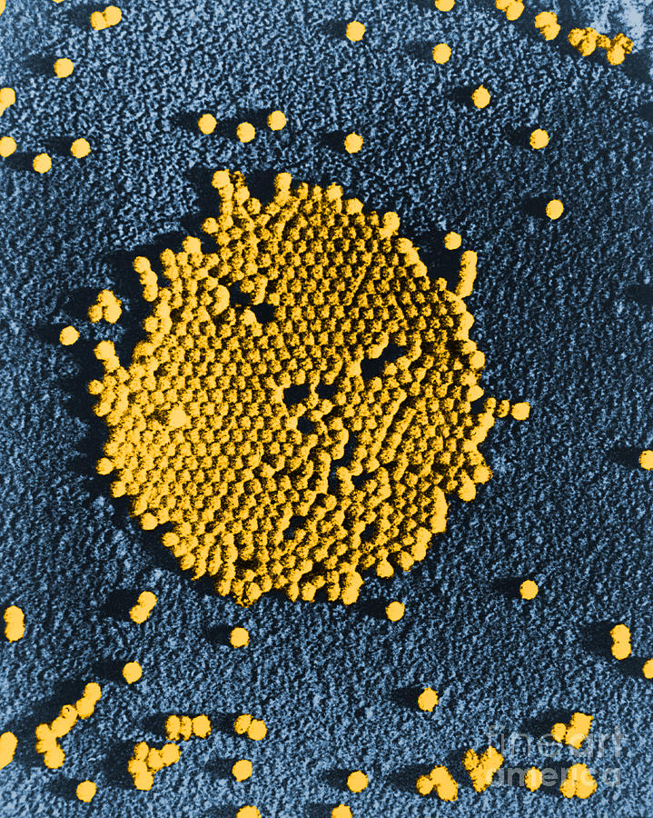 Poliovirus, Tem #8 Photograph by Science Source