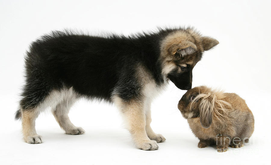Animal Photograph - Puppy And Rabbit #8 by Mark Taylor