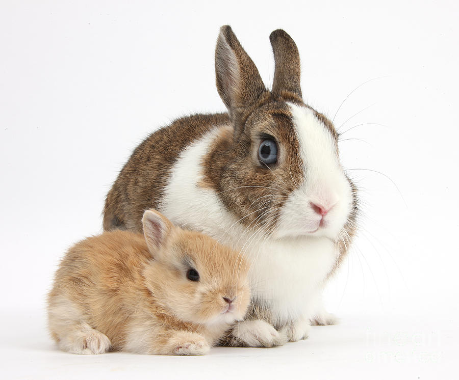 Rabbit And Baby Bunny #9 Photograph by Mark Taylor