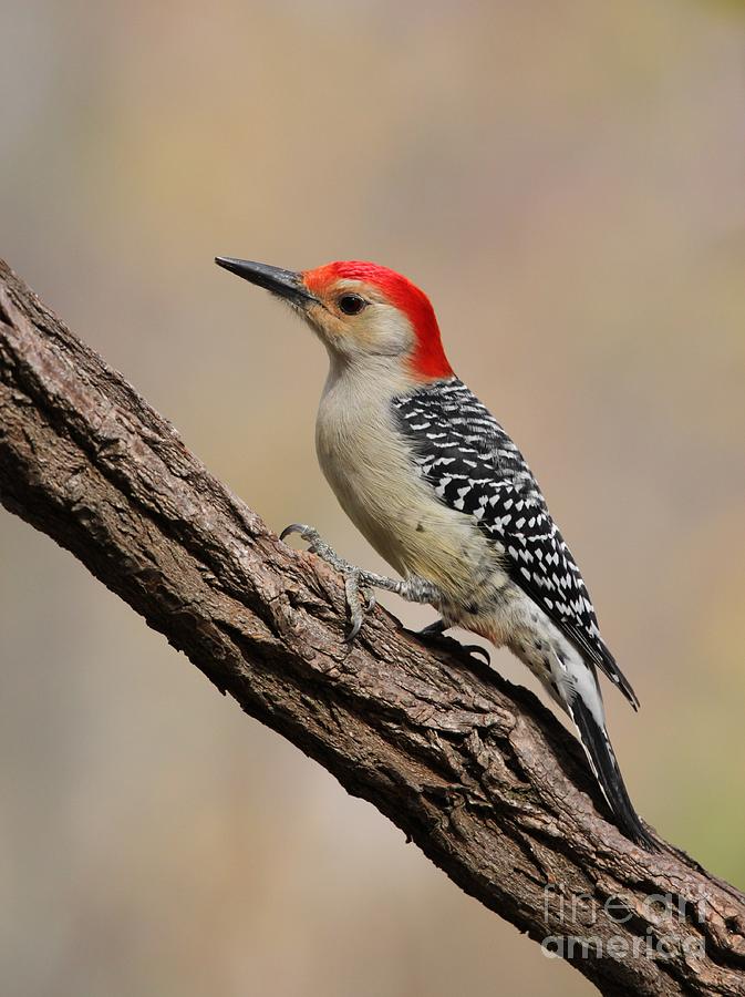 Red-bellied Woodpecker #8 Photograph by Jack R Brock