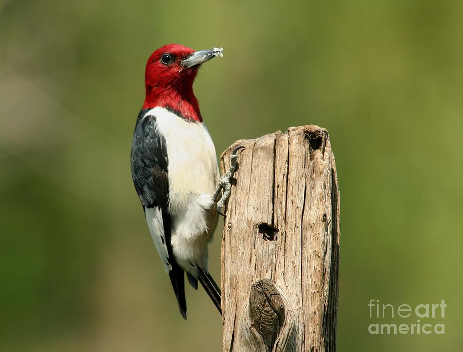 Red-headed Woodpecker #8 Photograph by Jack R Brock