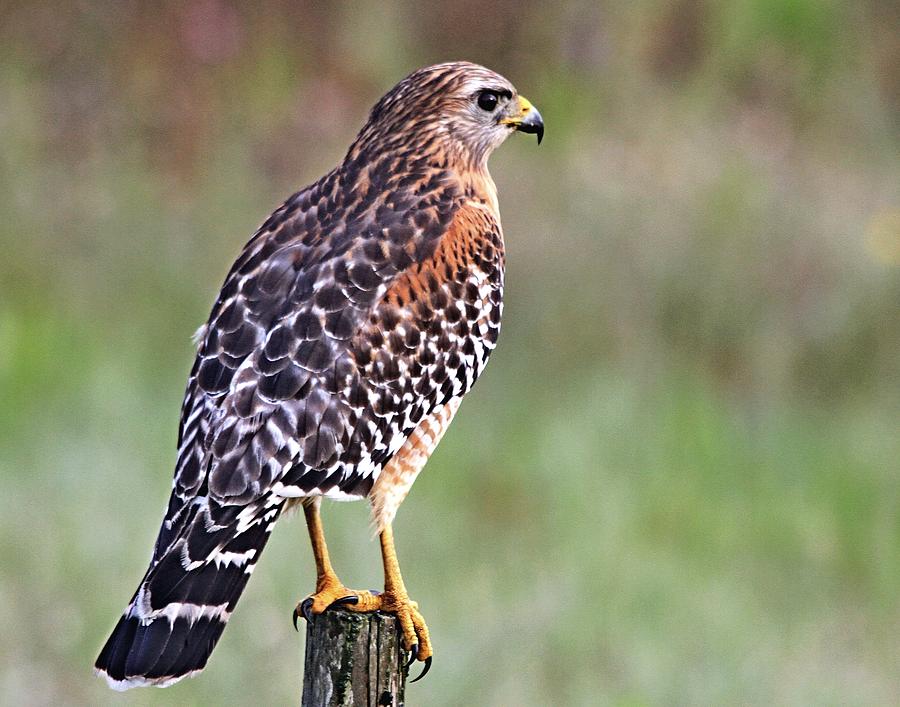 Red Shouldered Hawk Photograph by Ira Runyan | Pixels